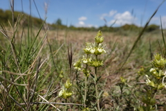 Sideritis fruticulosa