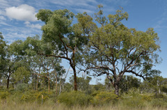 Corymbia leichhardtii