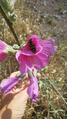 Plagionotus bobelayei