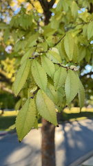 Ulmus parvifolia