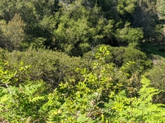 Arctostaphylos densiflora