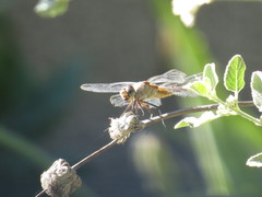 Brachymesia