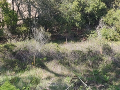 Arctostaphylos densiflora