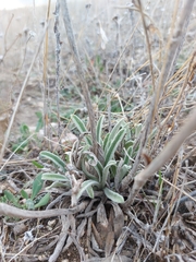 Phlomis lychnitis