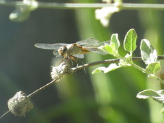 Brachymesia