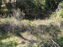 Arctostaphylos densiflora