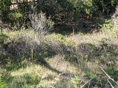 Arctostaphylos densiflora