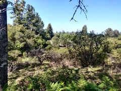 Arctostaphylos densiflora