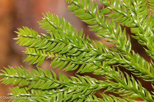 flat-branched tree-clubmoss
