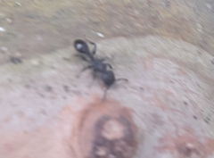 Procryptocerus