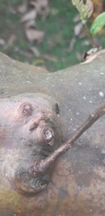 Procryptocerus