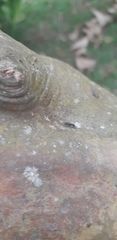 Procryptocerus