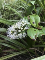 Metrosideros albiflora
