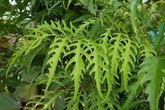 Polyscias cumingiana