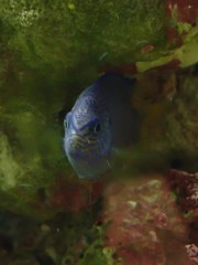 Pomacentrus auriventris