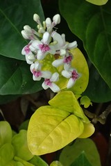 Pseuderanthemum maculatum