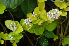 Pseuderanthemum maculatum