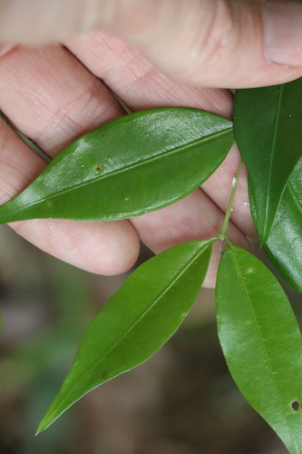Image of Decaspermum humile by (c) Greg Tasney, some rights reserved (CC BY-SA)