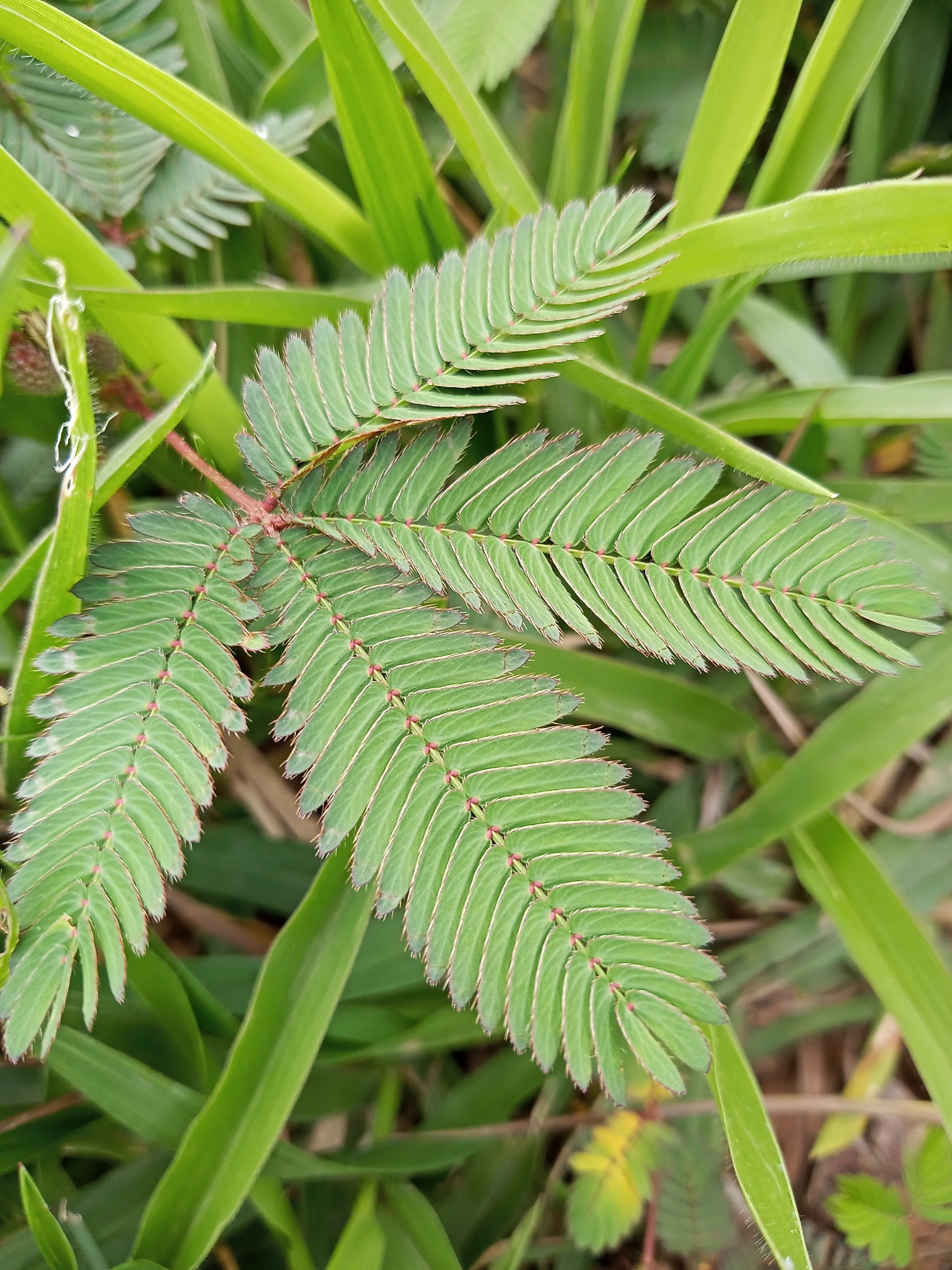 Mimosa pudica