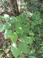 Tilia americana caroliniana
