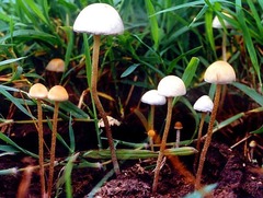 Panaeolus cyanescens