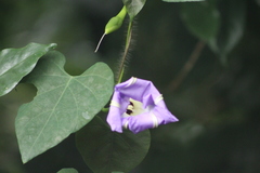 Ipomoea clavata