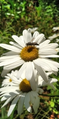 Bicyrtes discisus