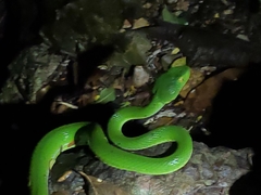 Trimeresurus macrops