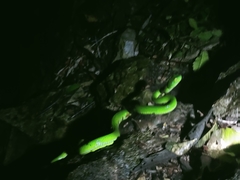 Trimeresurus macrops