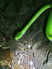 Trimeresurus macrops