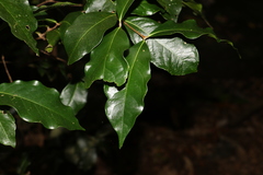 Syzygium hodgkinsoniae