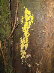 Dacrymyces corticioides
