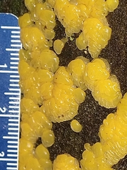 Dacrymyces corticioides