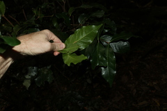 Syzygium hodgkinsoniae