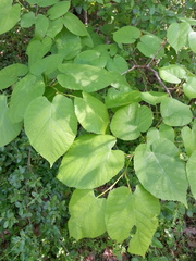 Tilia americana caroliniana