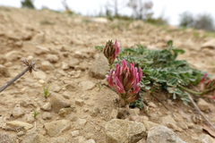Astragalus incanus