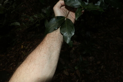 Syzygium hodgkinsoniae