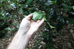 Syzygium hodgkinsoniae