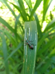 Strongylium humerale