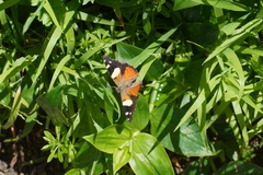 Vanessa itea