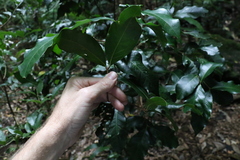 Syzygium hodgkinsoniae