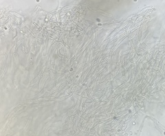 Cuphophyllus pratensis pallidus