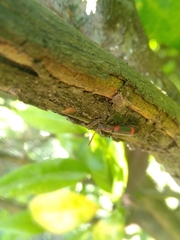 Strongylium humerale