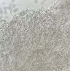 Cuphophyllus pratensis pallidus