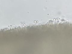 Cuphophyllus pratensis pallidus