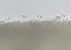 Cuphophyllus pratensis pallidus