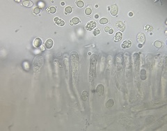 Cuphophyllus pratensis pallidus