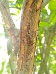 Strongylium humerale