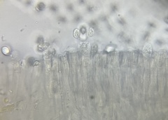 Cuphophyllus pratensis pallidus