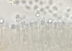 Cuphophyllus pratensis pallidus